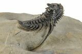 Spiny Leonaspis Trilobite - Large, Spectacular Specimen #244251-2